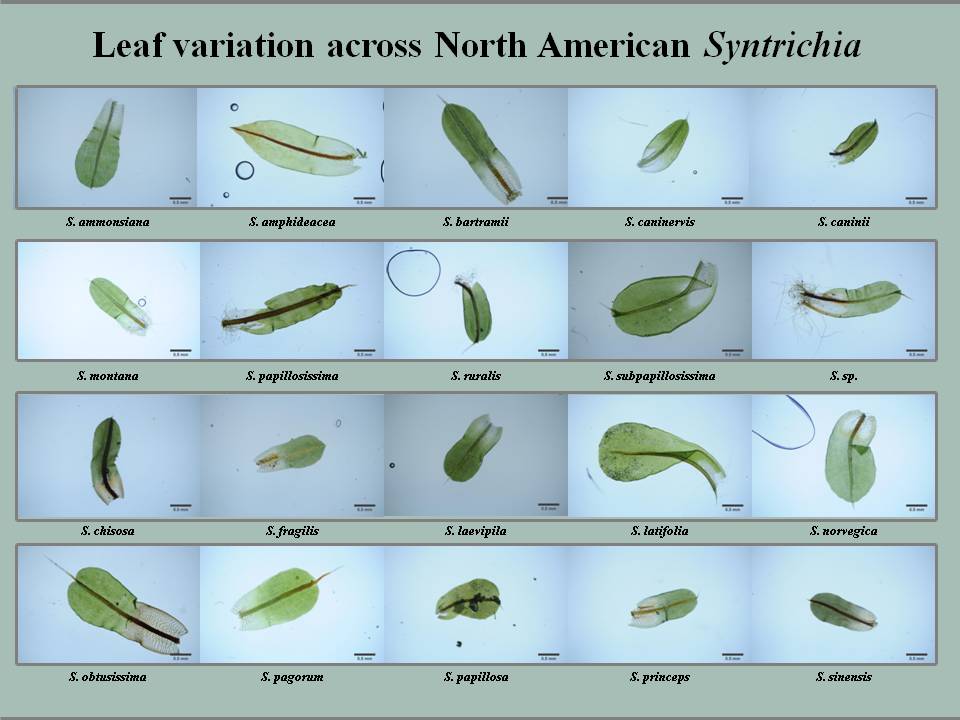 Slate syntrichia leaf collage